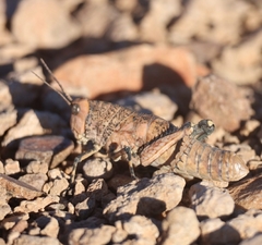 Puncticornia puncticornis