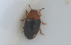 Triplax rufipes
