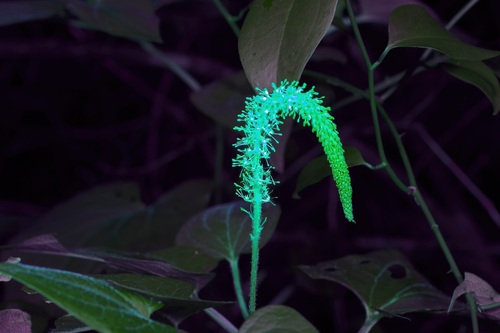 Saururus cernuus