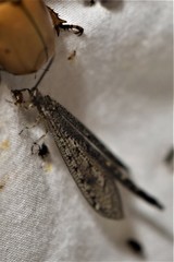 Brachynemurus nebulosus