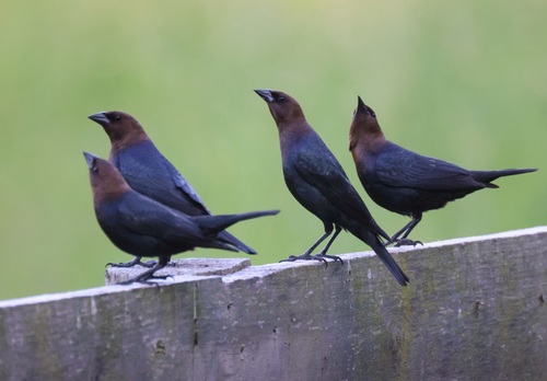 Brown-headed Cowbird