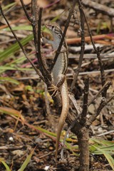 Leiocephalus raviceps