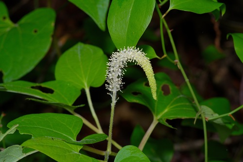 Saururus cernuus