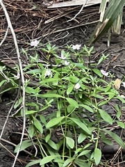Sabatia calycina