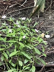 Sabatia calycina