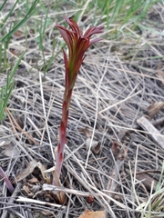 Chamaenerion angustifolium