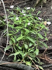 Sabatia calycina