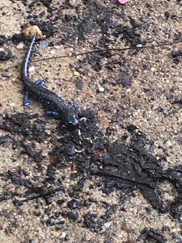 Blue-spotted Salamander, Ambystoma laterale