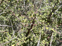 Condalia globosa