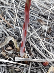 Chamaenerion angustifolium