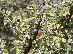 Condalia globosa