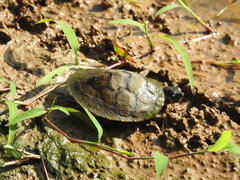Podocnemis lewyana
