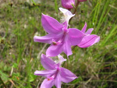 Calopogon tuberosus tuberosus