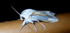 Cucullia bubaceki