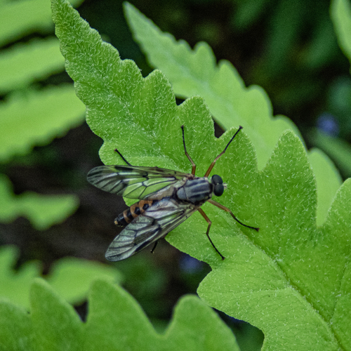 Downlooker Snipefly photo 3