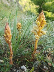 Orobanche artemisiae-campestris