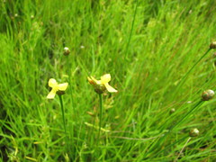 Xyris difformis