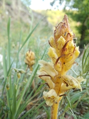Orobanche artemisiae-campestris