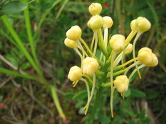 Platanthera × bicolor
