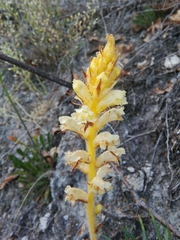 Orobanche artemisiae-campestris