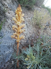 Orobanche artemisiae-campestris