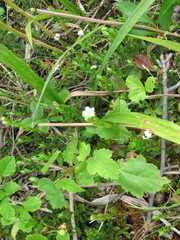 Rubus dalibarda