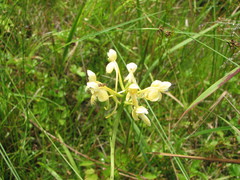 Platanthera × bicolor