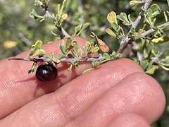Condalia globosa