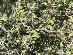 Condalia globosa