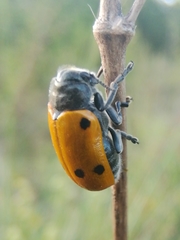 Lachnaia sexpunctata