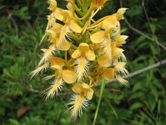 Platanthera × bicolor