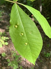 Phylloxera rimosalis