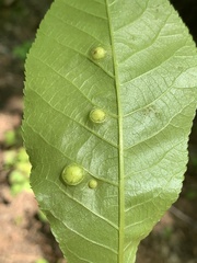 Phylloxera rimosalis