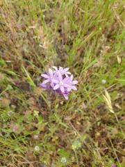 Dichelostemma multiflorum