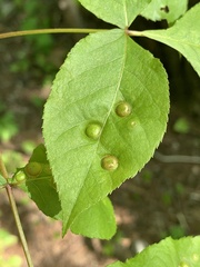 Phylloxera rimosalis