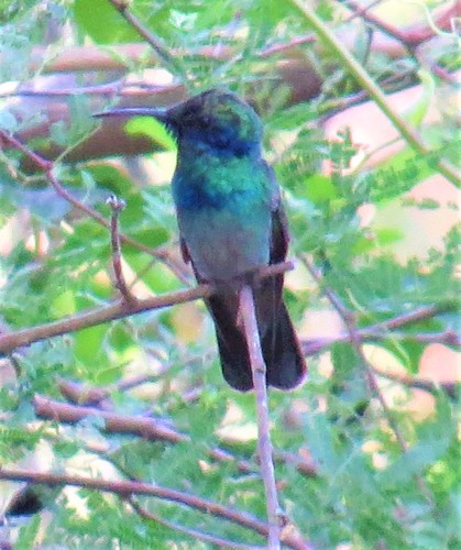 Colibri thalassinus