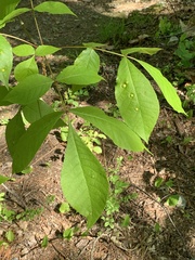 Phylloxera rimosalis