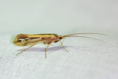 Limnephilus ornatus