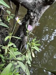 Sabatia calycina