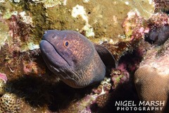 Gymnothorax flavimarginatus