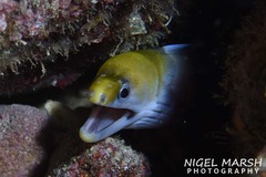 Gymnothorax rueppelliae