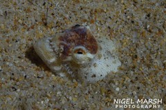 Brachysomophis crocodilinus