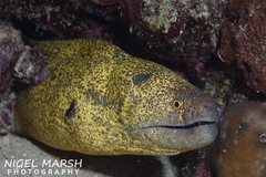 Gymnothorax flavimarginatus