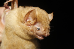 Lasiurus intermedius