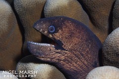Gymnothorax breedeni