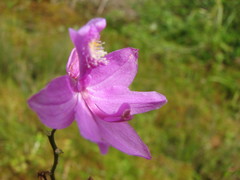 Calopogon tuberosus tuberosus