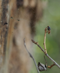Brachyopa insensilis