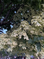 Acer platanoides