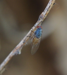 Brachyopa insensilis