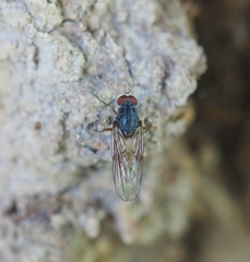 Brachyopa insensilis